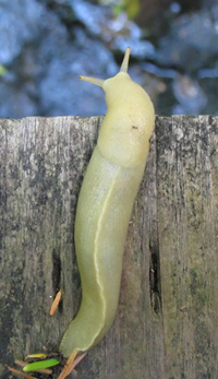 bananaslug