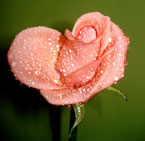orange-rose
