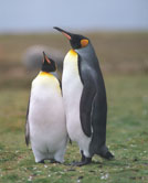 penguins