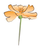 orange-flower