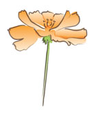 orange-flower