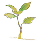 growing-plant
