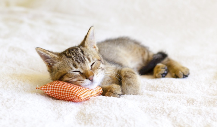 Small Kitty With Red Pillow